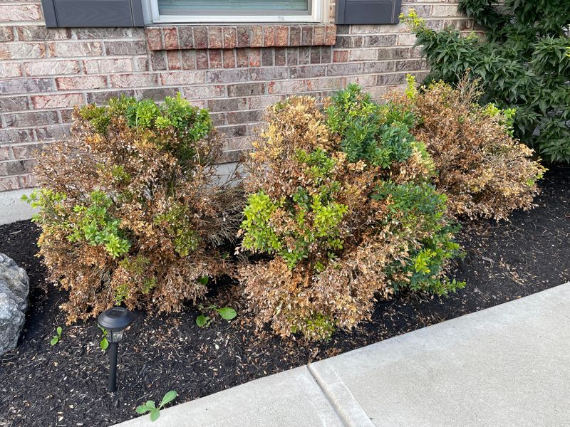 Winter Damage Becoming Visible On Shrubs And Trees