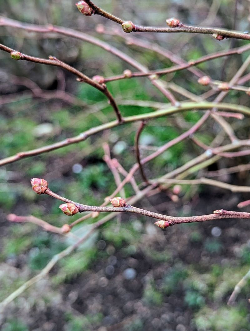 Deciduous Trees Show Swelling Buds