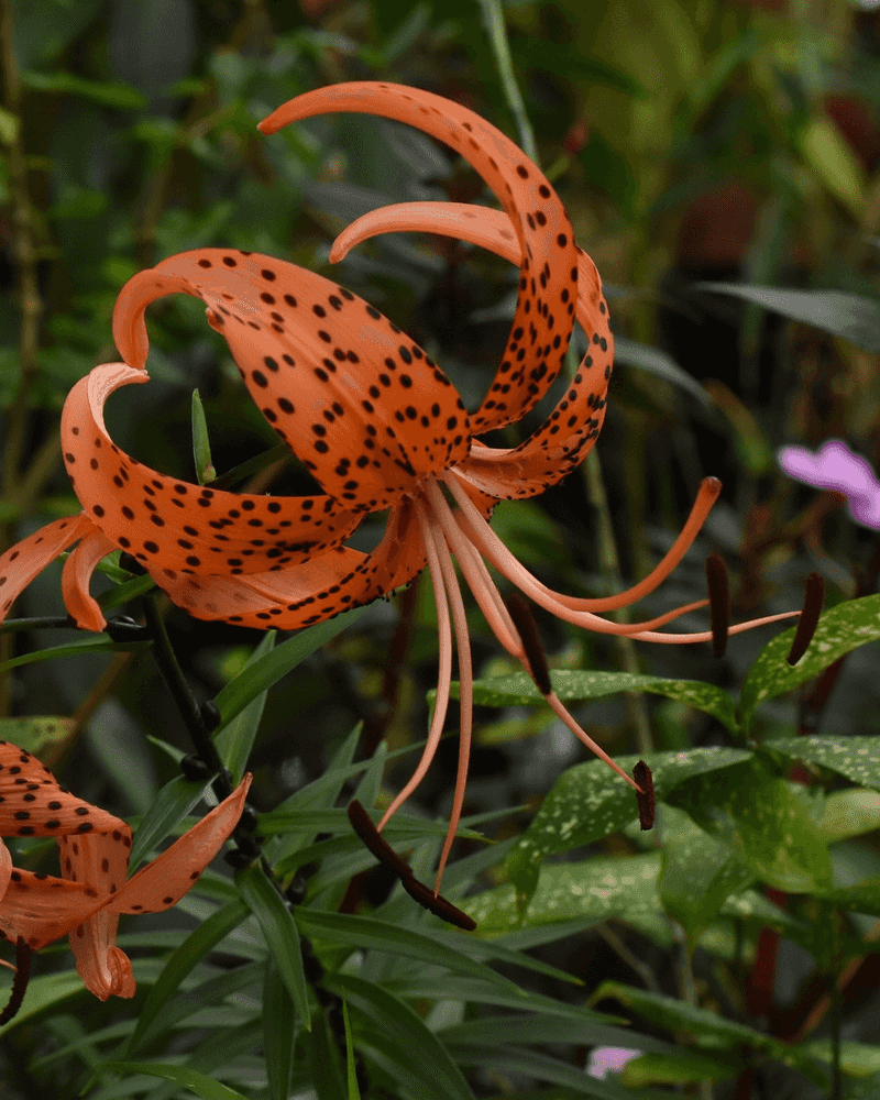 Tiger Lily (Lilium Lancifolium)