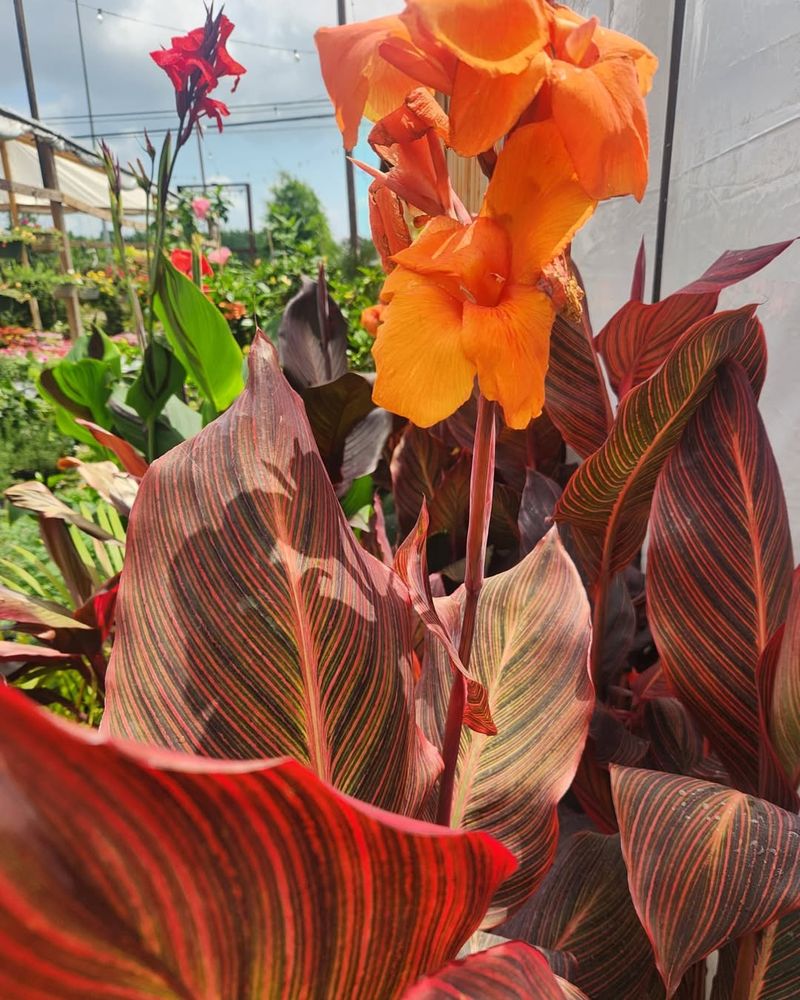Canna Lily