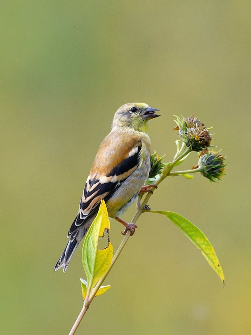 American Goldfinch