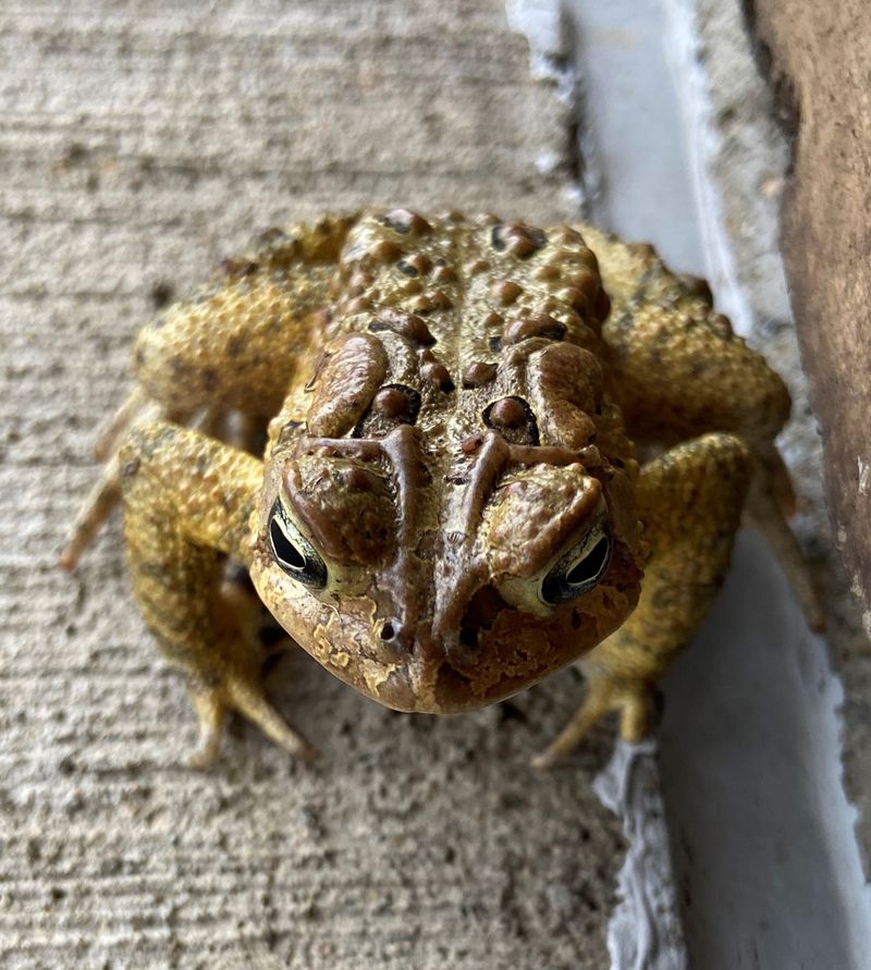 American Toads