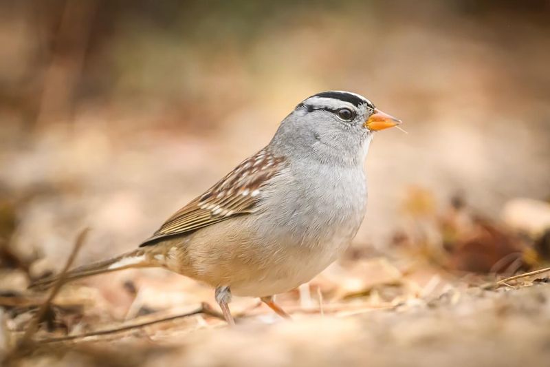 Migratory Songbirds