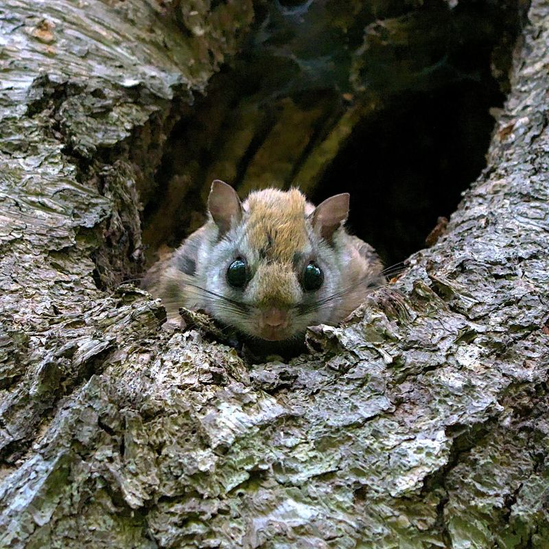 Northern Flying Squirrels