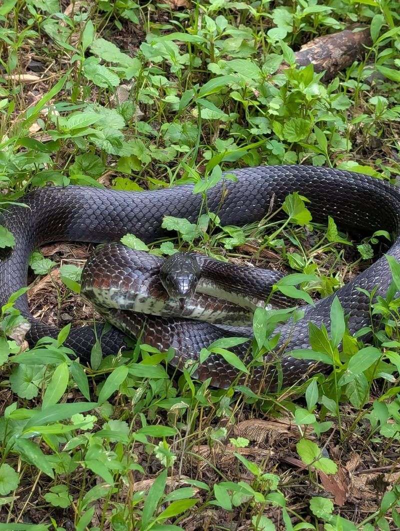 Certain Native Snake Species