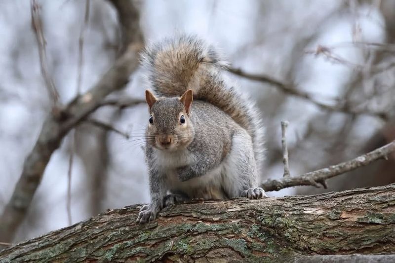 Eastern Gray Squirrel