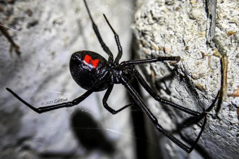Southern Black Widow Spider