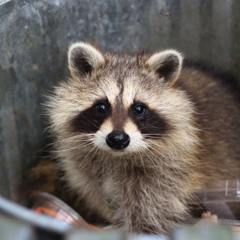 Raccoon