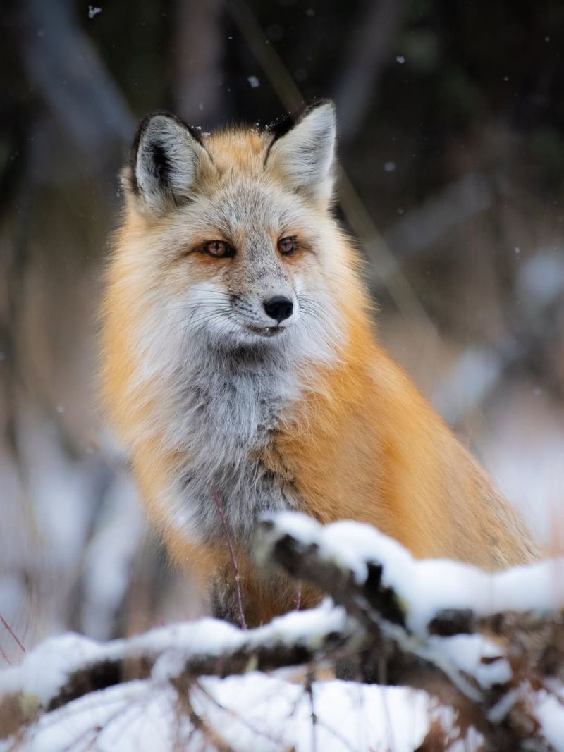 Red Fox