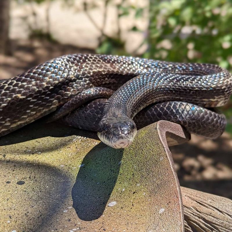 Black Rat Snake