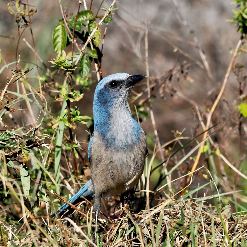 Florida Scrub-Jays: Rare Endemic Songbirds