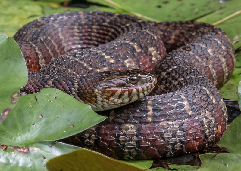 Northern Water Snake
