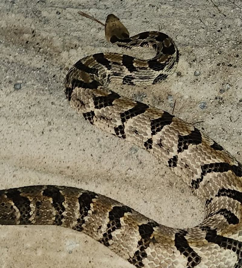 Timber Rattlesnake