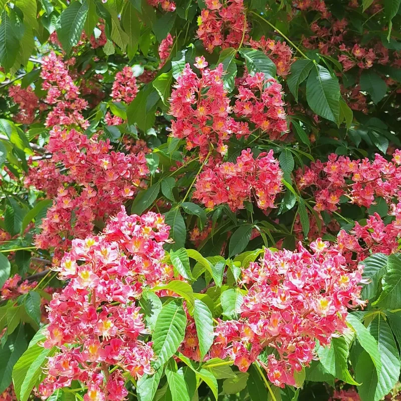 Horse Chestnut: Equine Enemy