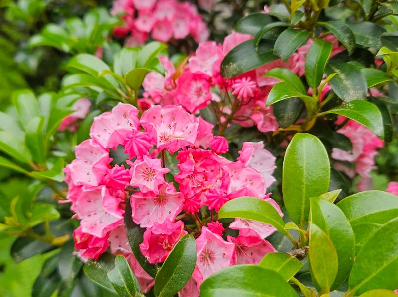 Mountain Laurel