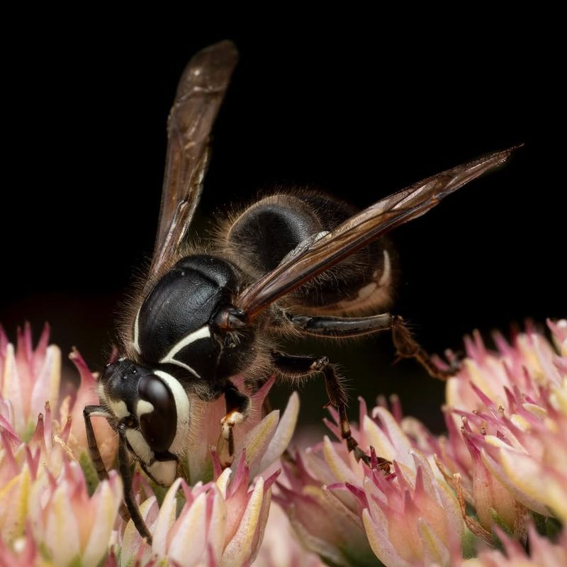 Bald-Faced Hornet