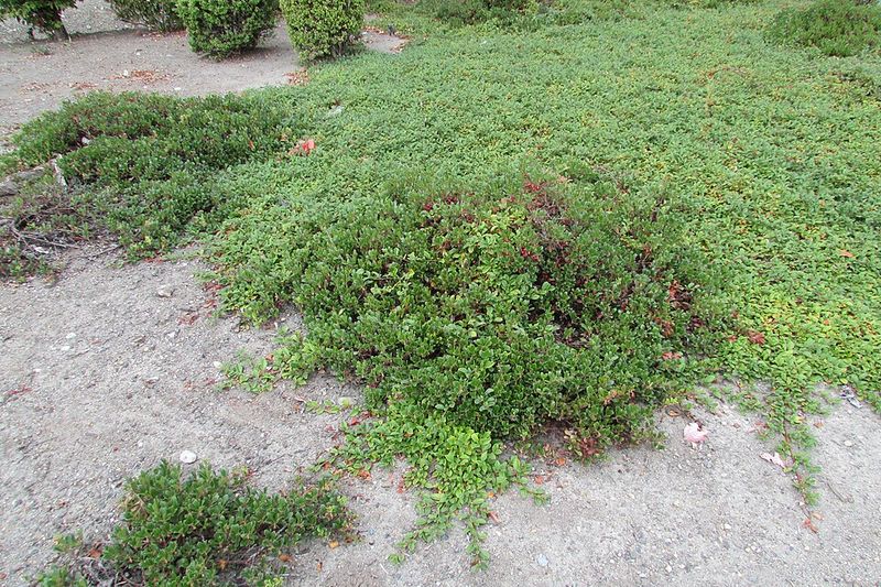 Plants That Prevent Erosion In Oregon Rain