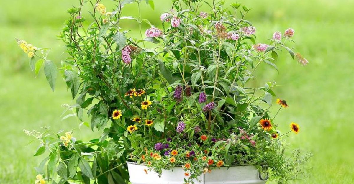pollinator flowers in a pot