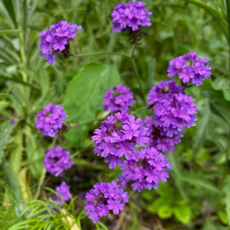 Verbena Rigida (Slender Vervain)