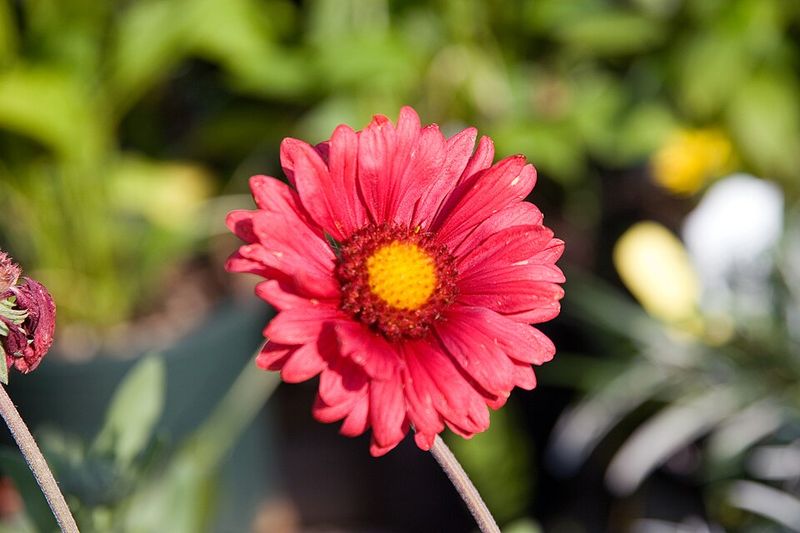 Hybrid Blanket Flowers