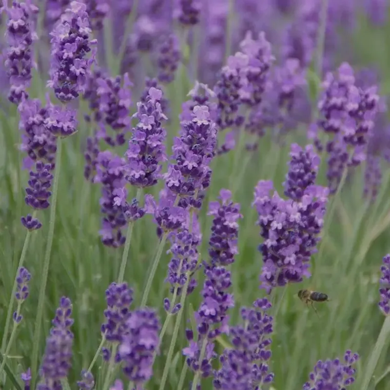 Lavandula 'Phenomenal'