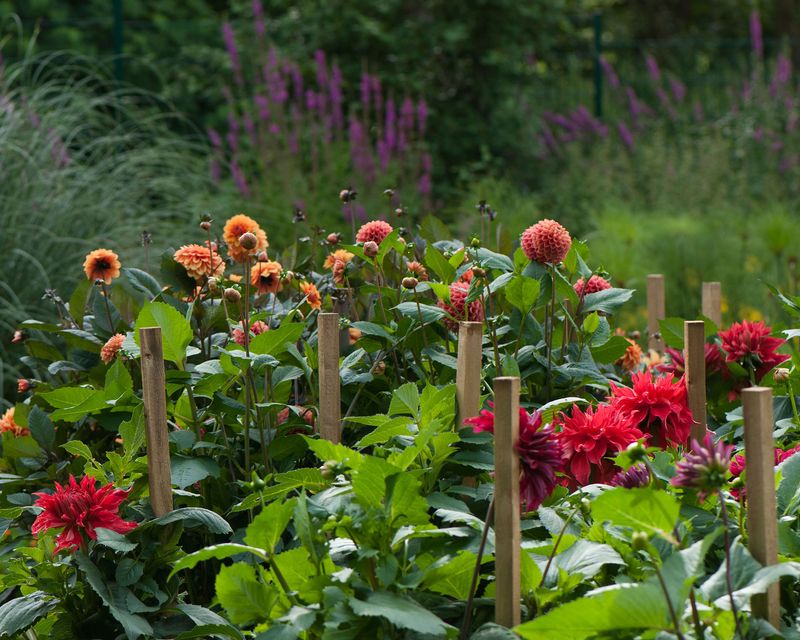 Identify And Mark Emerging Perennials And Bulb Locations