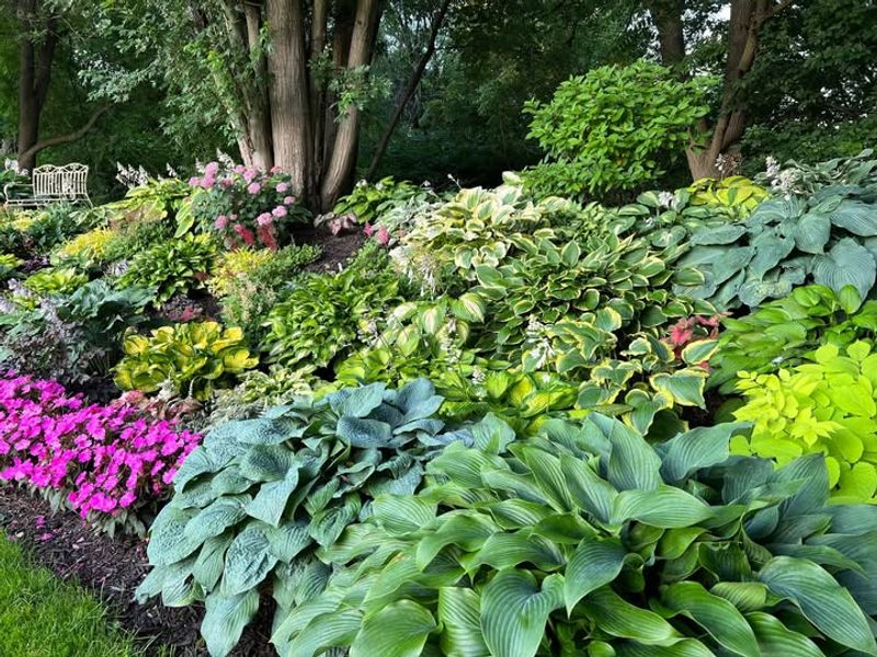 Shade Garden Under Trees