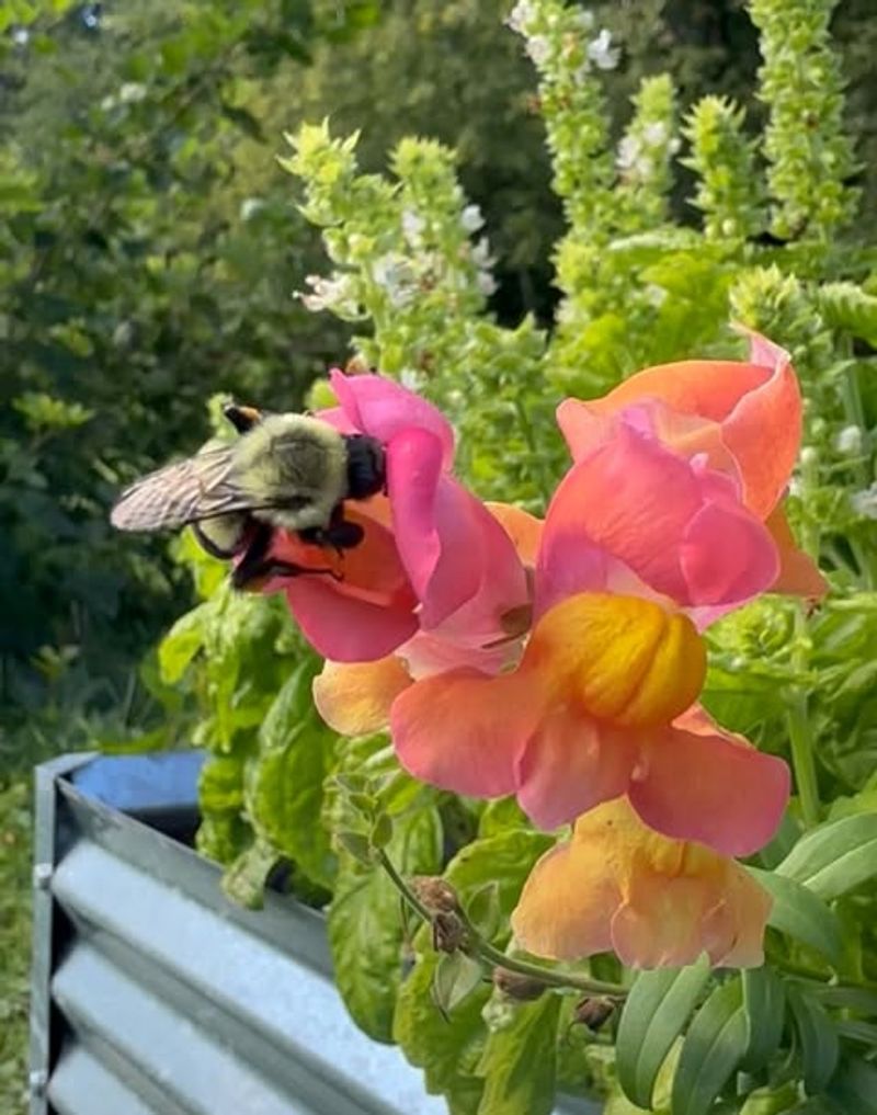 Pollinator Attraction Without Extra Work