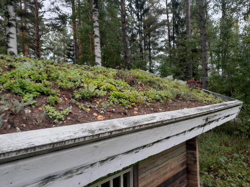 Green Roofs And Living Walls