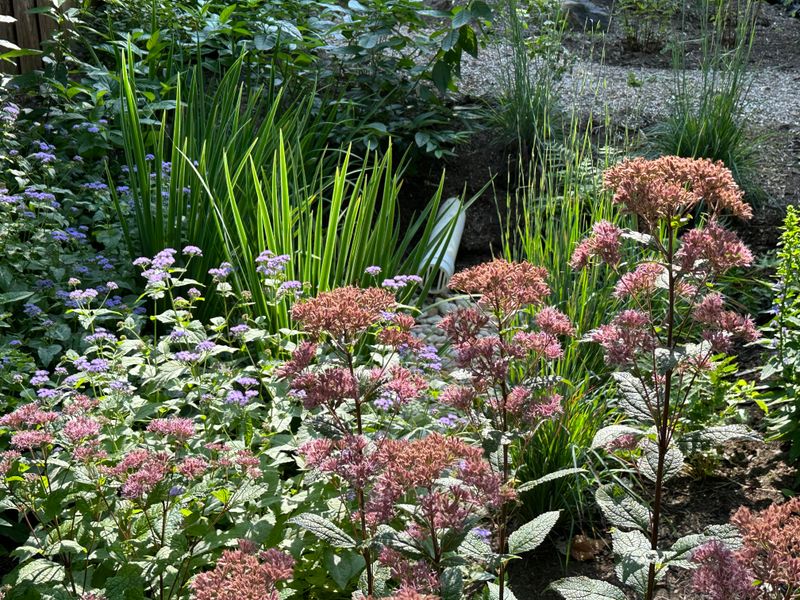 Rain Gardens Manage Stormwater Naturally
