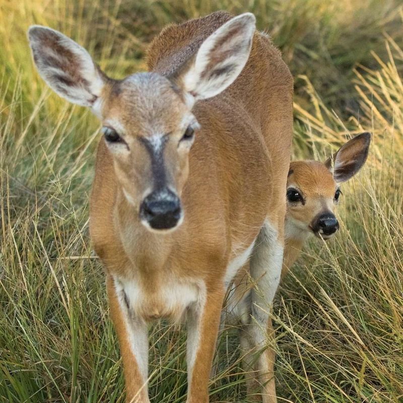 Do Not Approach Or Attempt To Touch The Deer