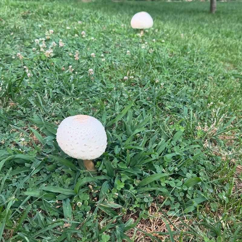Humid Michigan Summers Support Fruiting