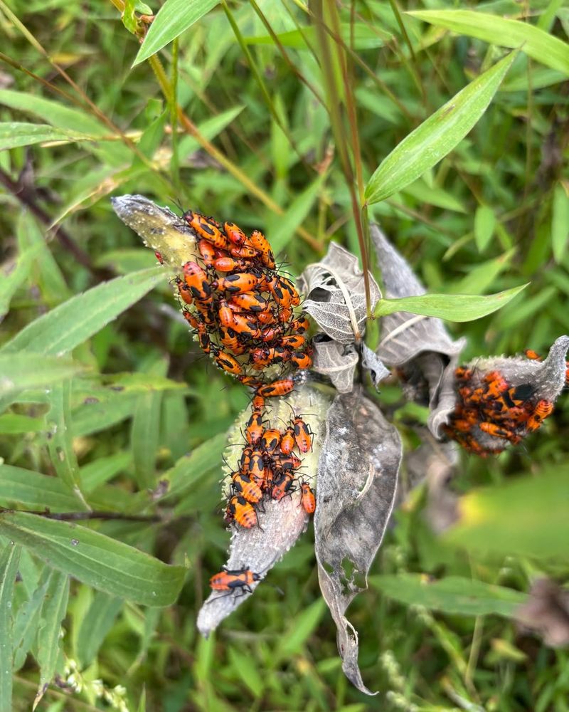 Supports Entire Food Webs Beyond Just Insects