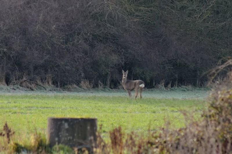 Repellents Can Reduce Browsing