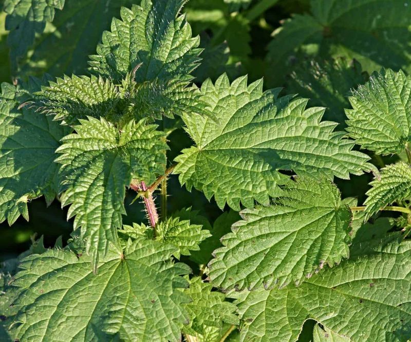 Adaptation To Various Woodland Conditions