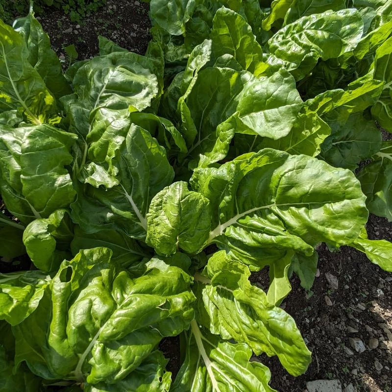Spinach (Cool-Season Varieties)