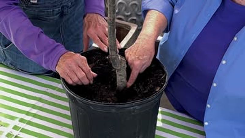 How To Prepare Texas Soil For Late-Winter Fruit Planting