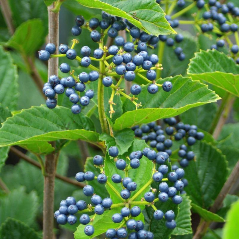 Arrowwood Viburnum For Dense Cover And Berries