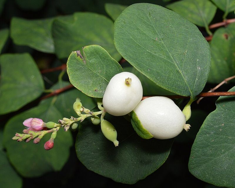 Snowberry (Symphoricarpos albus)