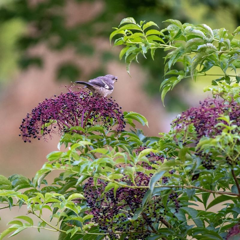 Blue Elderberry (Sambucus caerulea)