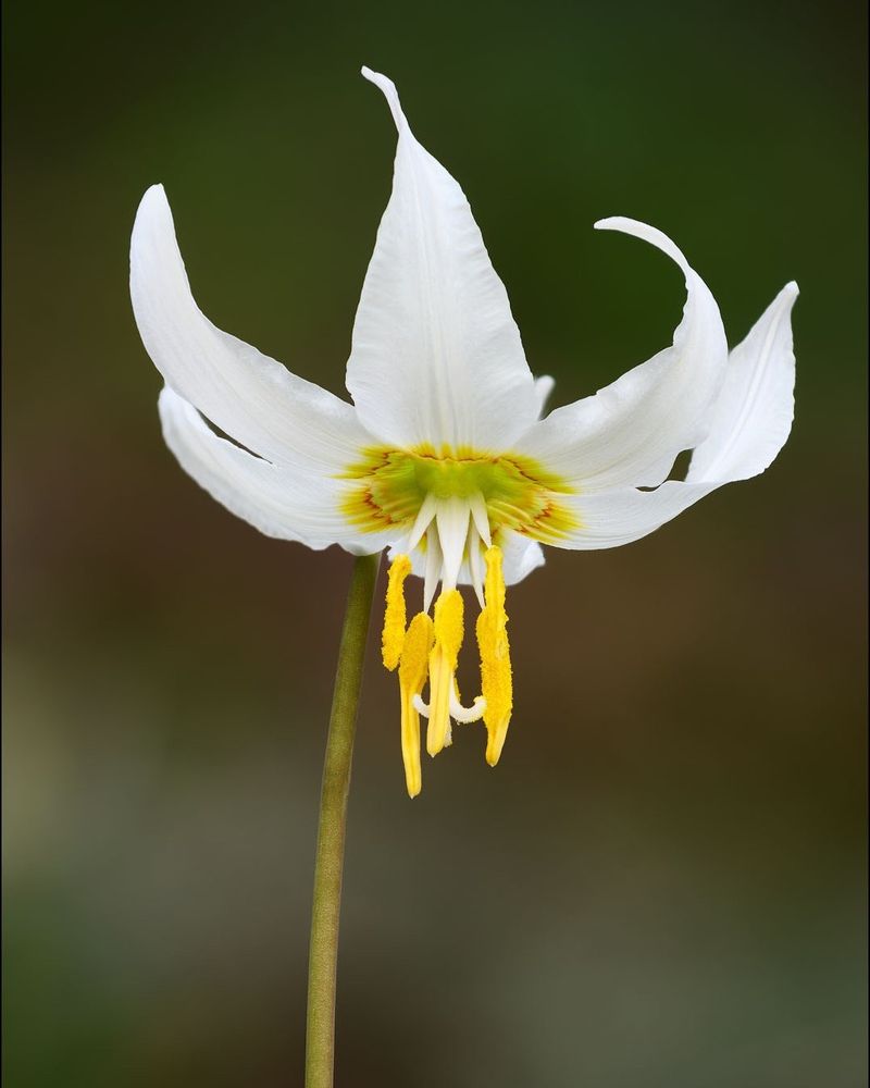 Giant White Fawn-Lily (Erythronium oregonum)