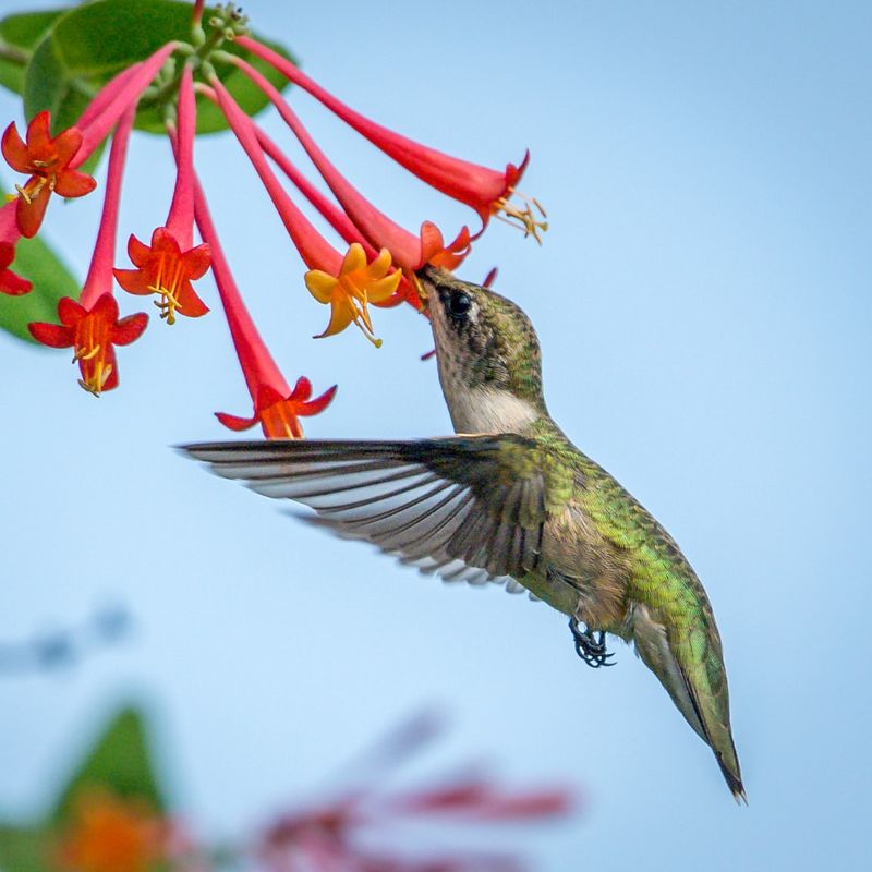 Coral Honeysuckle (Lonicera sempervirens)