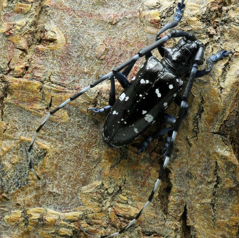 Asian Longhorned Beetle