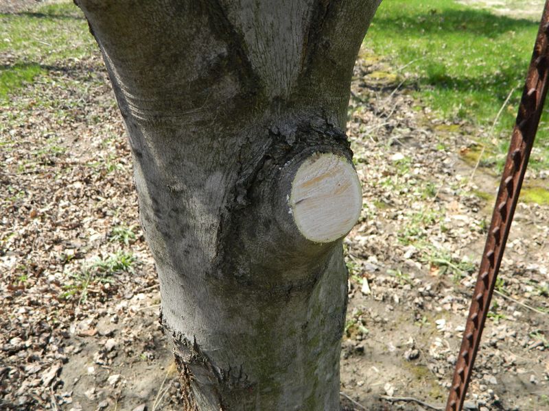 Proper Wound Care After Pruning Cuts