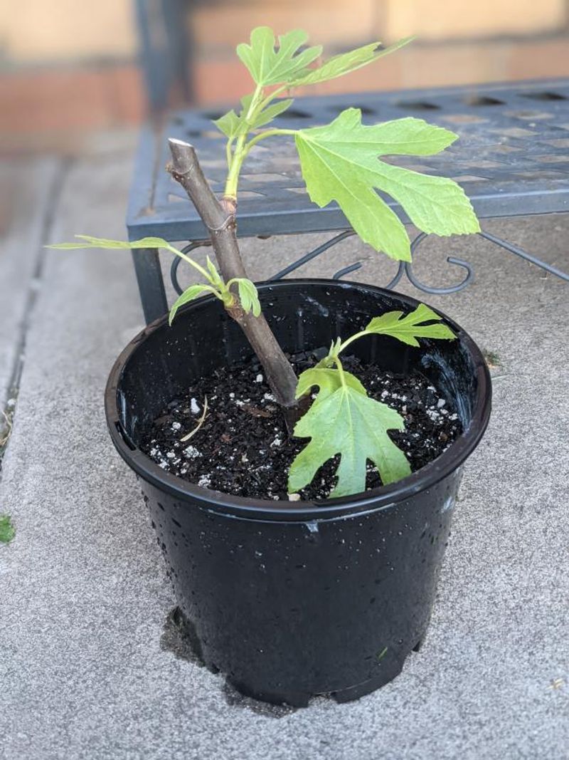 Apply Light Fertilizer After Pruning To Support Recovery