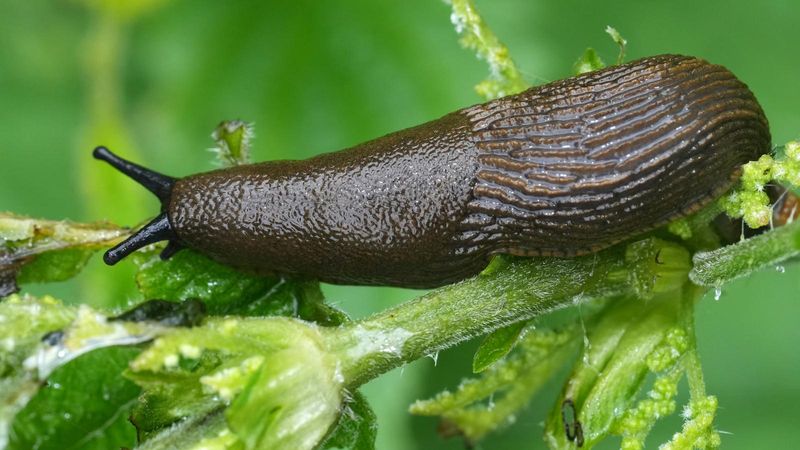 Reducing Excess Moisture Makes Gardens Less Slug-Friendly
