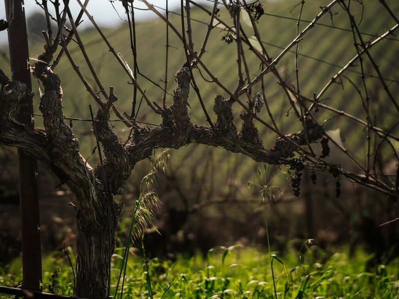 Managing Sunlight And Airflow