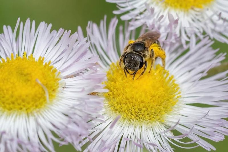 Bees And Native Pollinators In Protected Situations