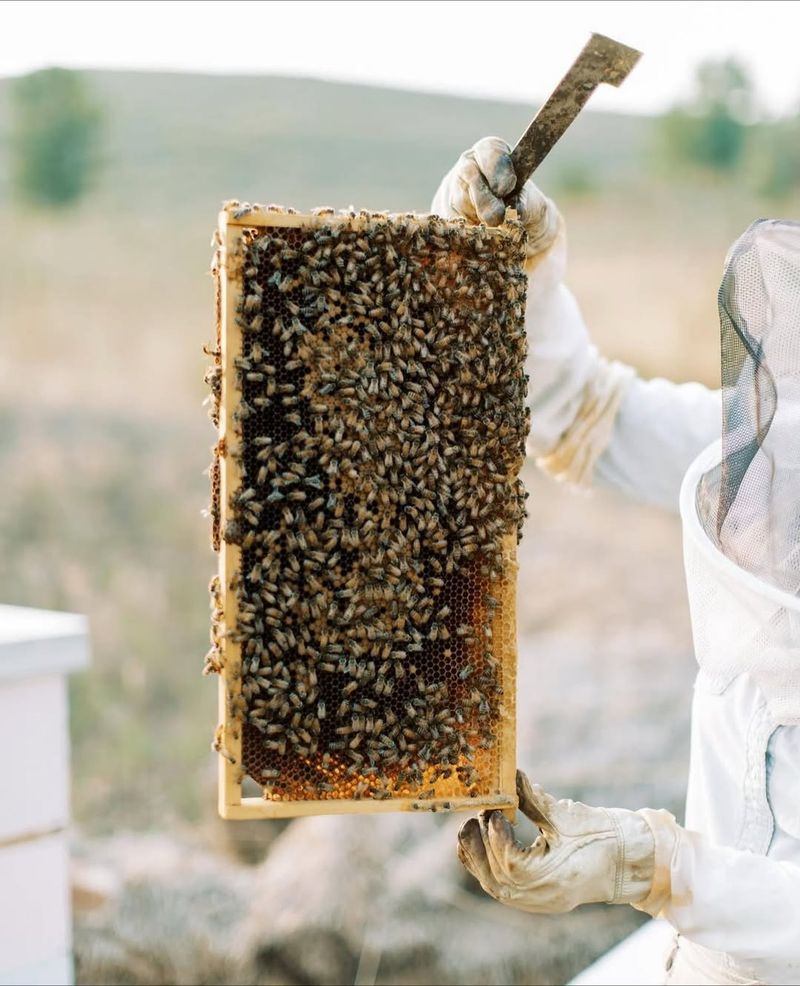 Beehives Belonging To Native Or Managed Pollinators