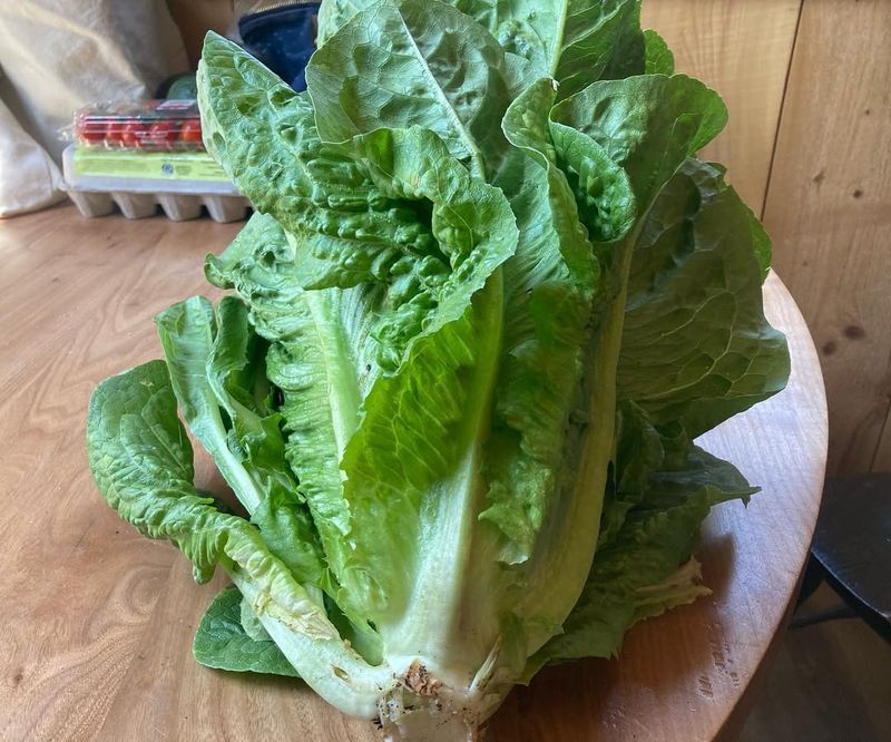 Romaine Lettuce